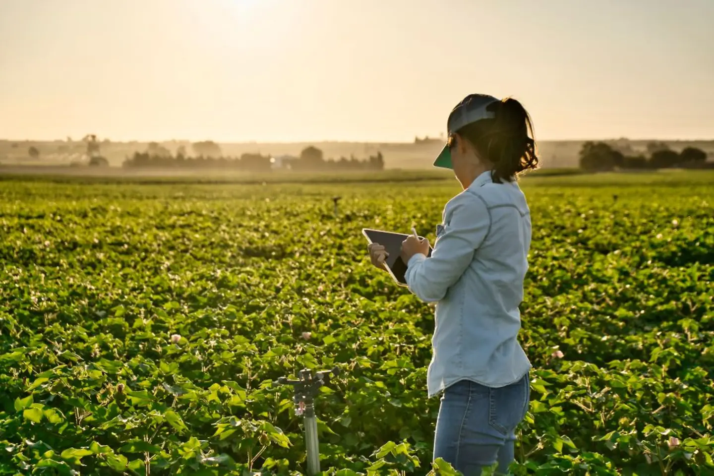 Smart farmer woman agronomist checks the field with tablet